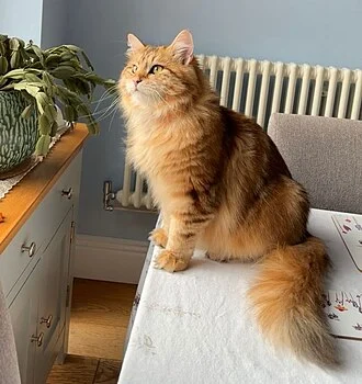 Siberian